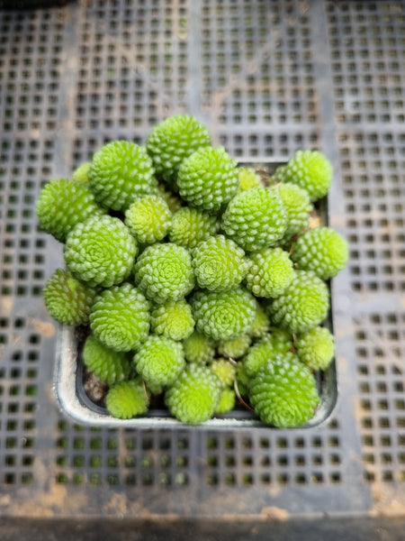 Monanthes Polyphylla 瑞典魔南