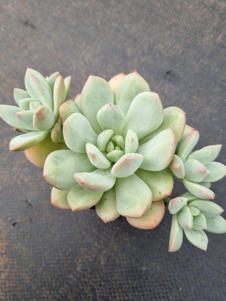 *GLGhybrid(1-1543) Pachyveria Elaine hybrid 香水杂