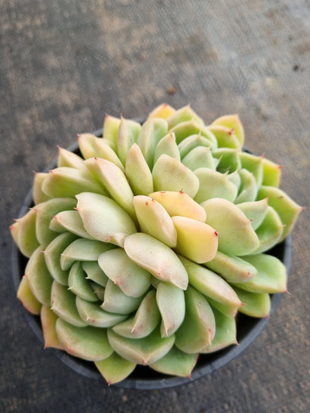 *GLGhybrid(2-190) Echeveria Elegans 'Alba' hybrid 白月影杂