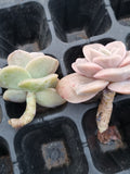 Graptoveria Lovely Rose - wide leaf cutting 大叶可爱玫瑰砍枝