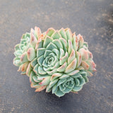 Echeveria Icy Beauty 冰美人