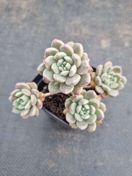 *GLGhybrid(1-950) Graptopetalum Red Bean 姬红豆