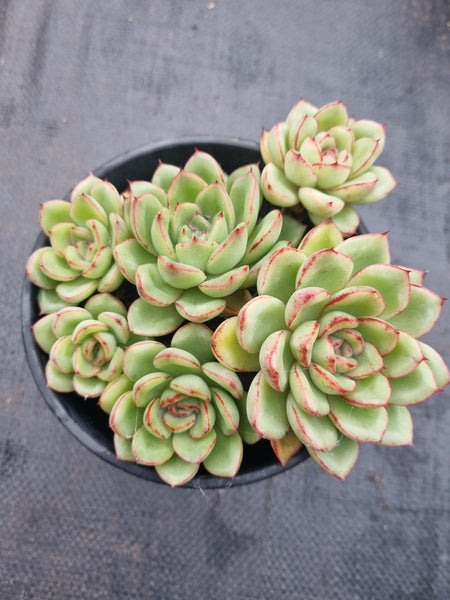 *GLGhybrid(2-365) Echeveria Agavoides hybrid 冬云杂