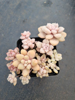 *GLGhybrid(1-1039) Assorted Succulents