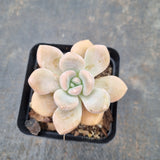 *GLGhybrid - Graptopetalum Mendozae X Ellen 丸姬杂艾伦