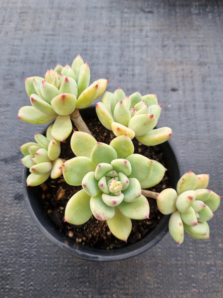 *GLGhybrid(2-33) Pachyveria Elaine X Ballsii 香水杂灰姑娘