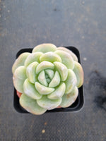 Echeveria Ice Green 冰玉
