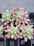Sedum Pachyphyllum 'Koigokoro' cutting  恋心砍枝