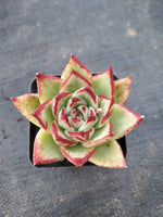 *GLGhybrid(1-988) Echeveria agavoides Ebony hybrid 乌木杂