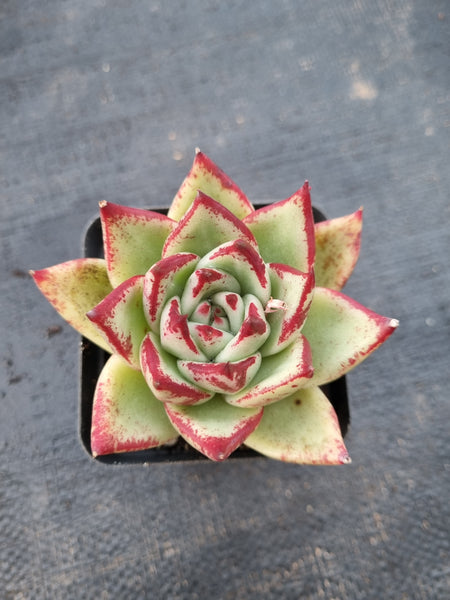 *GLGhybrid(1-988) Echeveria agavoides Ebony hybrid 乌木杂