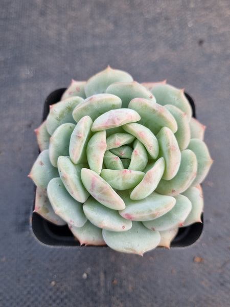 *GLGhybrid(1-973) Echeveria Derenbergii hybrid 船长杂