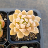 *GLGhybrid(1-1683) Special hybrid pack of 4