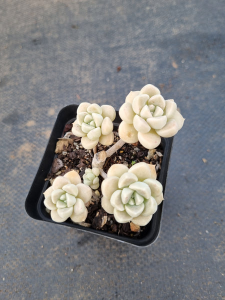 *GLGhybrid(1-1411) Graptopetalum Mendozae hybrid 丸姬杂