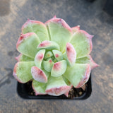 Echeveria Colorata 卡罗拉