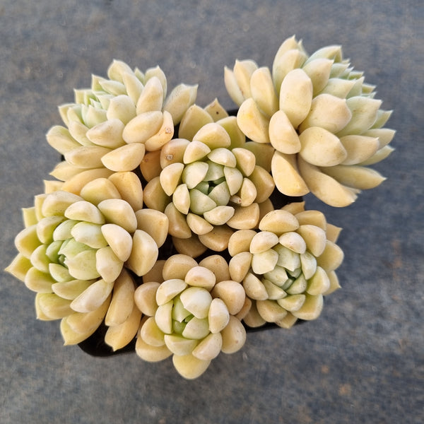 *GLGhybrid(1-1670) Graptopetalum Mendozae hybrid 丸姬杂