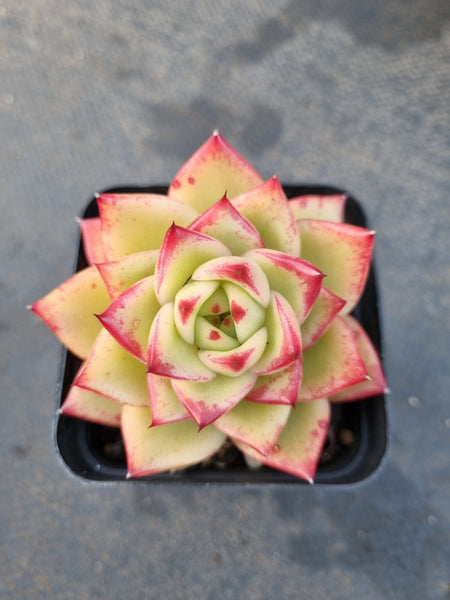 *GLGhybrid(1-1209) Echeveria Agavoides Lipstick hybrid 口红杂