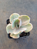 Echeveria Decora (variegated plants) 德克拉锦