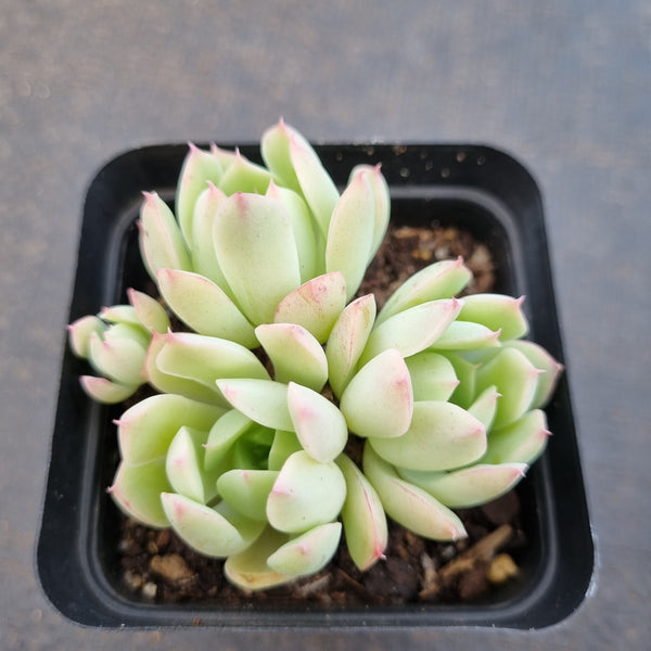 *GLGhybrid(1-1651) Echeveria Bradburiana hybrid 火焰杯杂