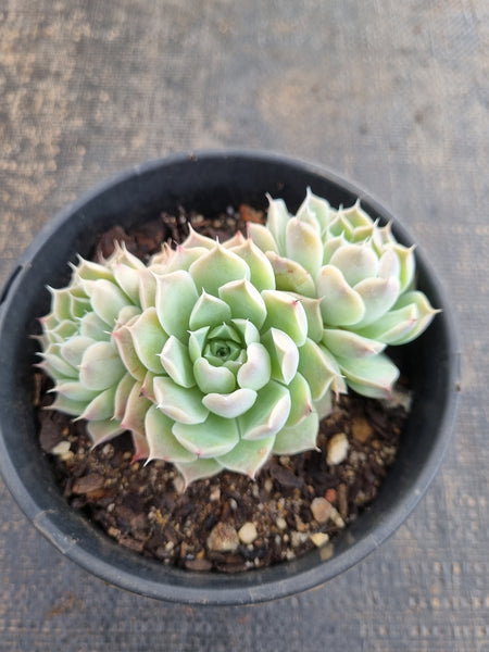 *GLGhybrid(2-276) Echeveria Gilo hybrid 财路杂