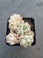 *GLGhybrid(1-1050) Echeveria Iria hybrid 伊利亚杂