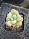 Graptoveria 'Avant-garde' 先锋派