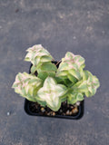 Crassula perforata 'String of Buttons' Variegata