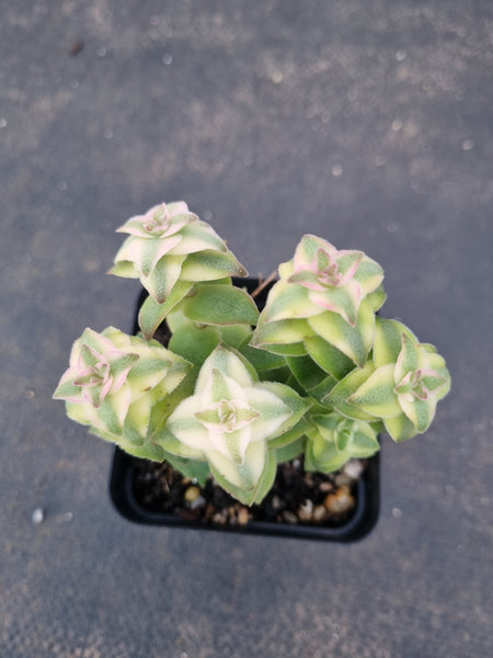 Crassula perforata 'String of Buttons' Variegata