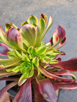 11cm pot Aeonium 'Superbang' 欧嘉莉11cm盆