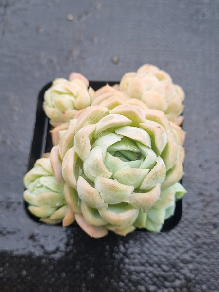 *GLGhybrid(1-1471) Echeveria Elegans 'Alba' hybrid 白月影杂