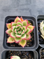 *GLGhybrid(1-1143) Special hybrid pack of 4