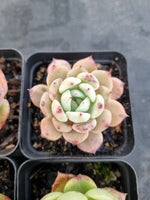 *GLGhybrid(1-1142) Special hybrid pack of 4