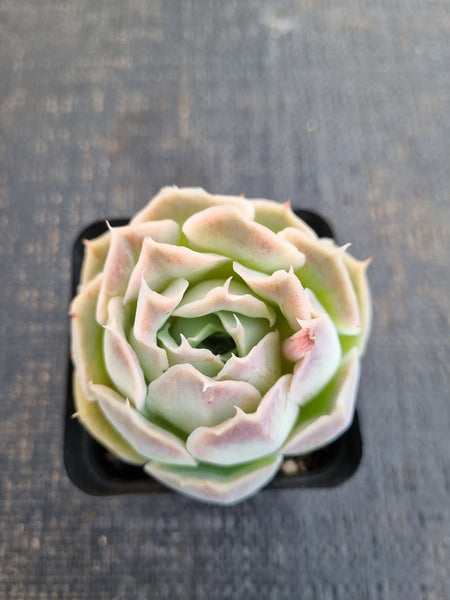 *GLGhybrid(1-1275) Echeveria Simulans Ascension hybrid 蓝丝绒杂