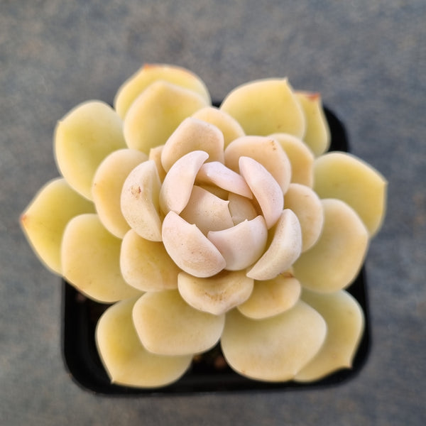 *GLGhybrid(1-1672) Echeveria Elegans 'Alba' hybrid 白月影杂