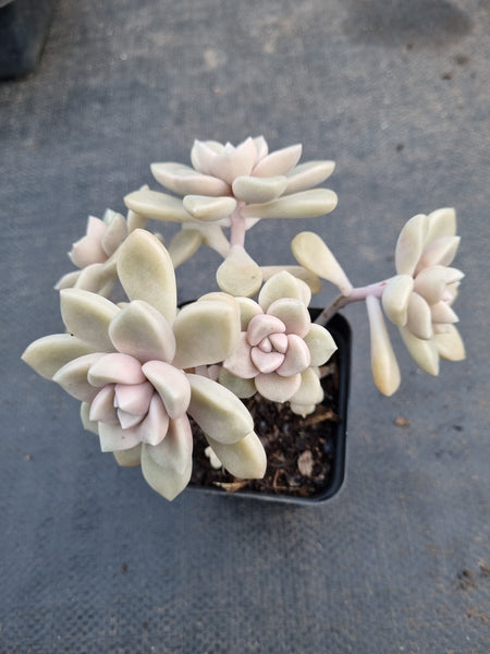 *GLGhybrid(1-971) Graptopetalum Mendozae X Superbum 丸姬杂华丽风车