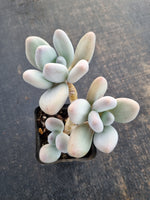 *GLGhybrid(1-684) Pachyphytum hybrid  奶酪杂