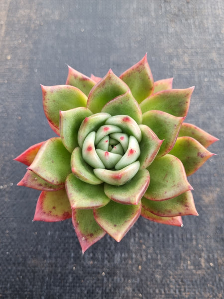 *GLGhybrid(1-692) Echeveria Agavoides Amestro hybrid 野马冬云杂