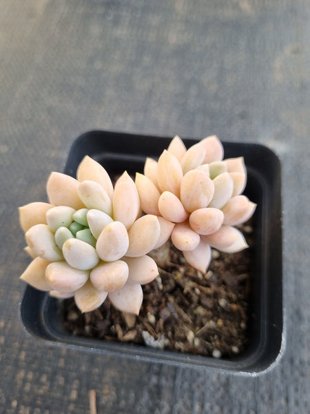*GLGhybrid(1-1319) Graptopetalum Mendozae hybrid 丸姬杂