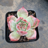 Echeveria Colorata 卡罗拉