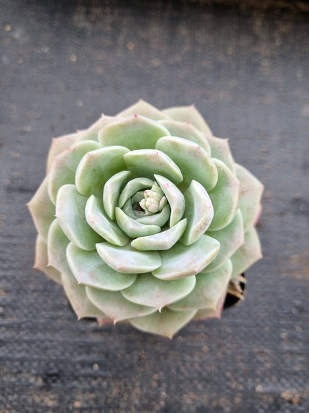 Echeveria Sarang 爱神