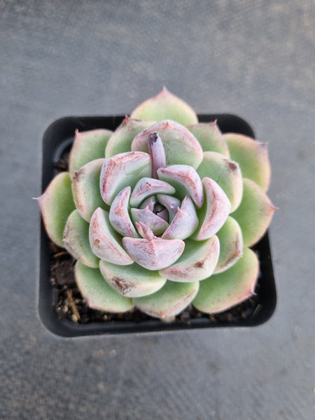 *GLGhybrid(1-959) Echeveria White Bloody Maria 白血玛