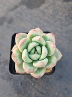 *GLGhybrid(1-1219) Pachyveria Elaine hybrid 香水杂