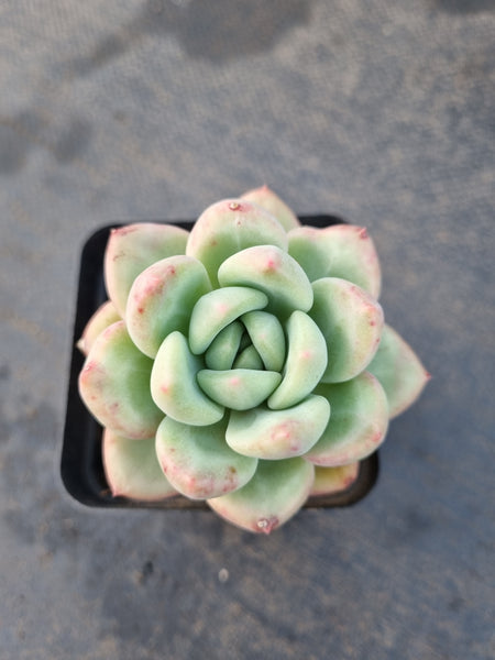*GLGhybrid(1-1219) Pachyveria Elaine hybrid 香水杂