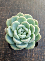 Echeveria Ice Green 冰玉