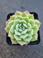 *GLGhybrid(1-776) Echeveria Elegans 'Alba' hybrid 白月影杂