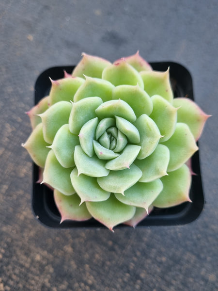 *GLGhybrid(1-776) Echeveria Elegans 'Alba' hybrid 白月影杂