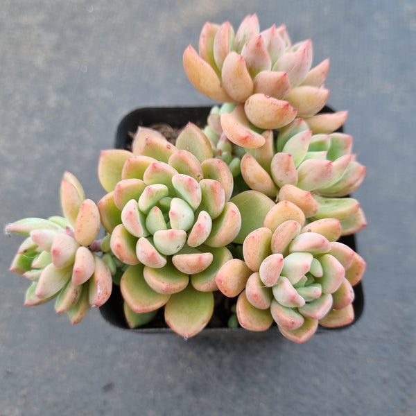 *GLGhybrid(1-1644) Echeveria Sierra hybrid 爱斯诺杂