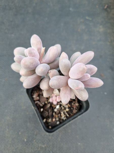 *GLGhybrid(1-1068) Pachyphytum Baby Finger hybrid 婴儿手指杂