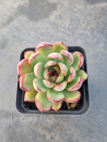*GLGhybrid(1-1231) Echeveria Nightfall hybrid