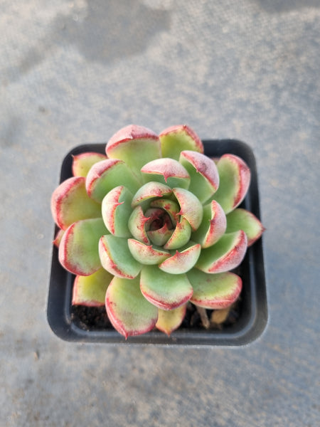 *GLGhybrid(1-1231) Echeveria Nightfall hybrid