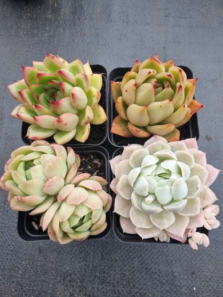 *GLGhybrid(1-1376) Special hybrid pack of 4